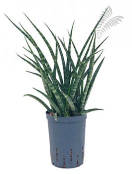 Sanseveria fernwood Tuff 50-60cm KT 15/19