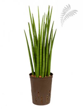 Sanseveria spikes 50cm KT 15/19