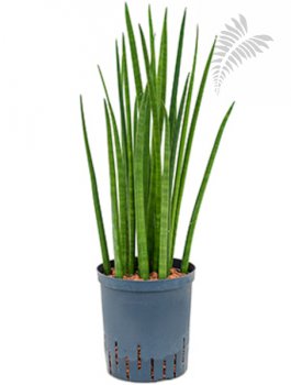 Sanseveria spikes 60-80cm KT 18/19