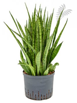 Sanseveria kirkii 60-cm KT 22/19