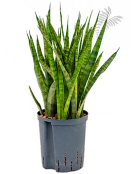 Sanseveria kirkii 50-60cm KT 18/19