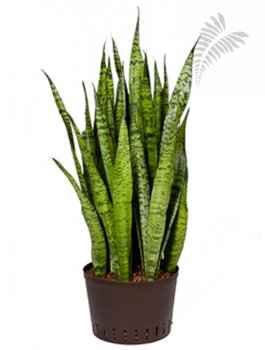 Sanseveria zeylanica 60-80cm KT 25-28/19