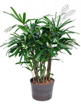 Rhapis excelsa 80-100cm KT 25/19