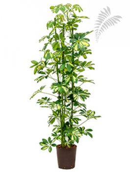 Schefflera arboricola Gold Capella 3-Tuf KT 18/19