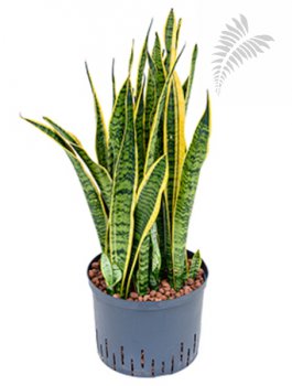 Sanseveria laurentii 60-80cm KT 22/19