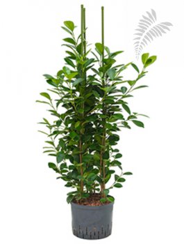 Ficus moclame 3er 100-120cm KT 25/19