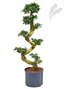 Ficus micro. S Type Bonsai 100-120cm KT 22/19