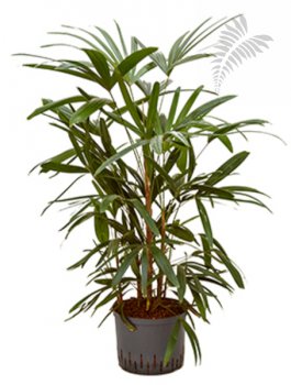 Rhapis excelsa 100-120cm KT 25/19