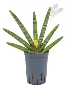 Sanseveria cylindrica 