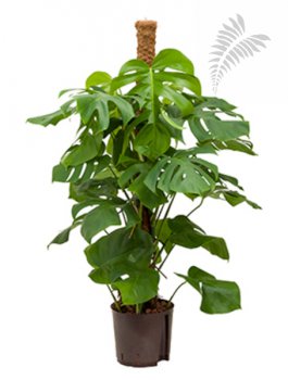 Monstera del. 120-140 cm Moosstab 120cm KT 22/19