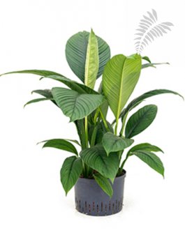 Spathiphyllum sensation 3er Tuff 70-90cm KT 25/19