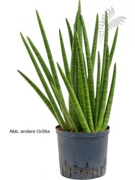 Sanseveria enjoy 50-60cm KT 22/19