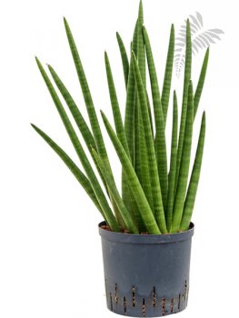 Sanseveria enjoy 60-70cm KT 25/19