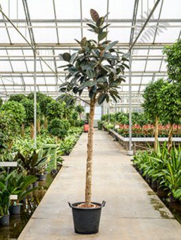 Ficus elastica robusta Stamm 160-180cm KT 35/28