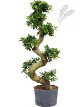 Ficus microcarpa S Type Bonsai 120cm KT 25-28/19