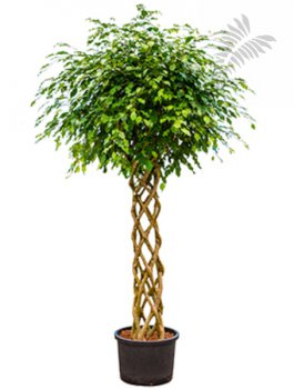 Ficus benj. 