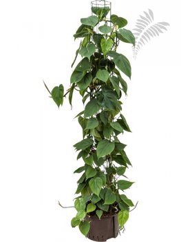 Philo. scandens Säule 150 cm KT 28/19