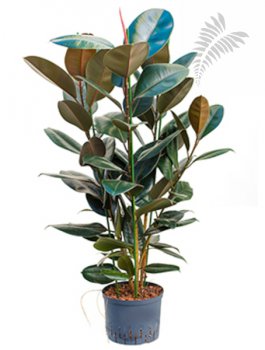 Ficus elastica abidjan 3er Tuff 130-150c KT 25/19