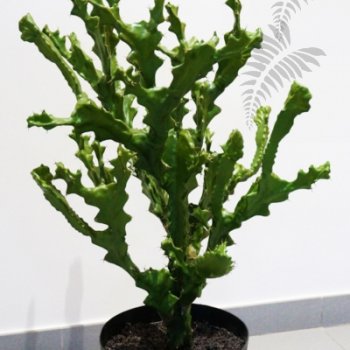 Mountain Cactus 76cm 1814N