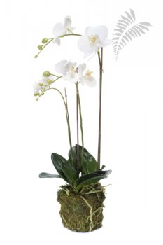 Phalaenopsis Plant w.Moss white 70cm 20353