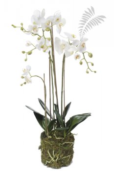 Phalaenopsis Plant w.Moss white 80cm 20354