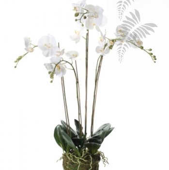 Phalaenopsis Plant w.Moss white 90cm 20355