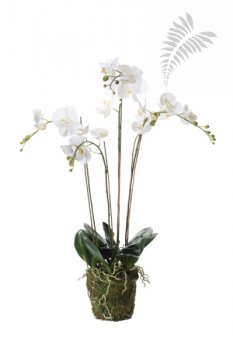 Phalaenopsis Plant w.Moss white 90cm 20355
