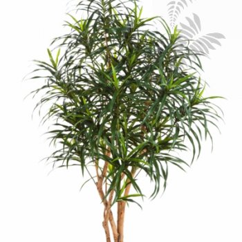 DRACAENA ANITA TREE 120cm 24004N