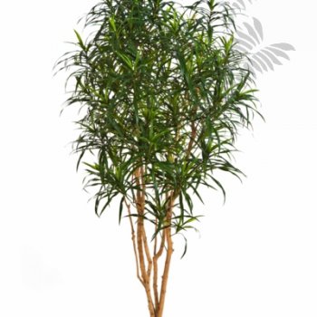 DRACAENA ANITA TREE 180cm 24006N