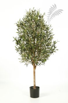 NATURAL OLIVE VINE TREE 140cm 27805N