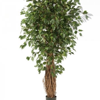 FICUS LIANA EXOTICA DE LUXE 210cm 30807N