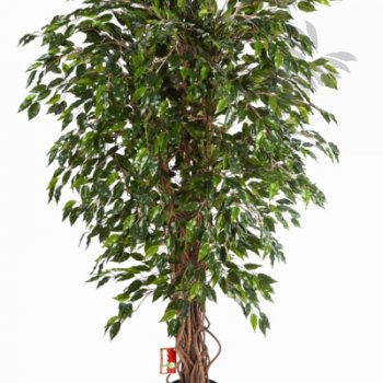 HAWAIIAN FICUS LIANA 30905N