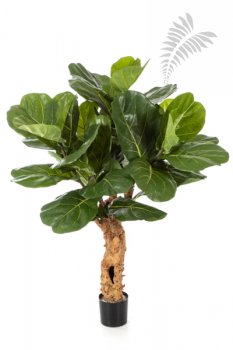 Ficus Lyrata Forest Trunk 110cm 33604N