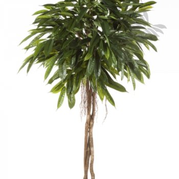 FAT LONGIFOLIA UMBRELLA 35906N