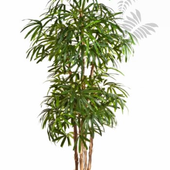 NATURAL RAPHIS PALM 36307N