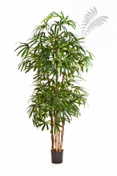 NATURAL RAPHIS PALM 36307N