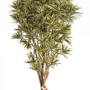 DRACAENA REFLEXA JAMAICA 36905NG