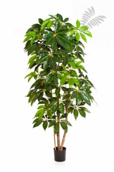 GIANT SCHEFFLERA TREE 38007N