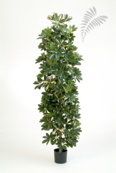 SCHEFFLERA Column 180cm 38106NW