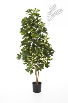 VAR. NAT. SCHEFFLERA 140cm 38505NW