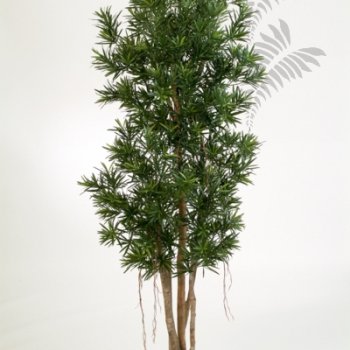 PODOCARPUS REFLEXA 39506N