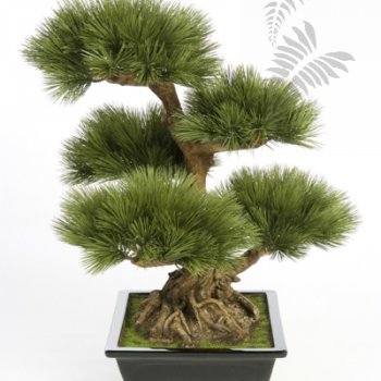 PINUS BONZAI TREE 60cm 46202N