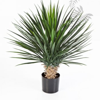 YUCCA ROSTRATA DE LUXE 47902XL