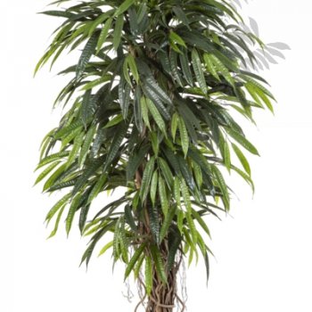 DELUXE LONGIFOLIA LIANA 48205N