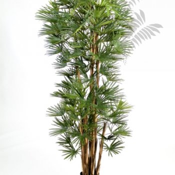 BABY FAN PALM 180cm 48506N