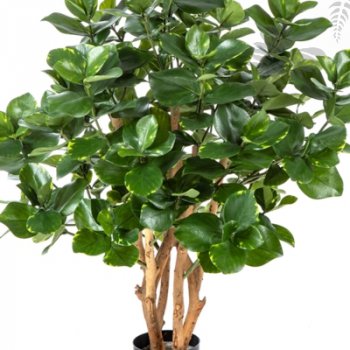 CLUSEA BUSH TREE 85cm 51303N