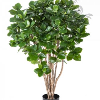 CLUSEA BUSH TREE 110cm 51304N