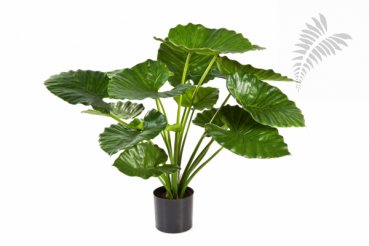 ALOCASIA CALIDORA BUSH 75 cm 55502N