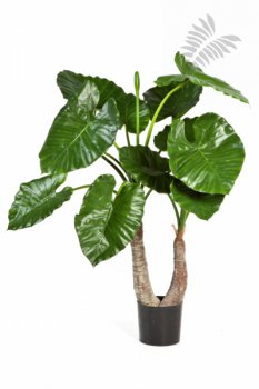 ALOCASIA CALIDORA X 14 55603N