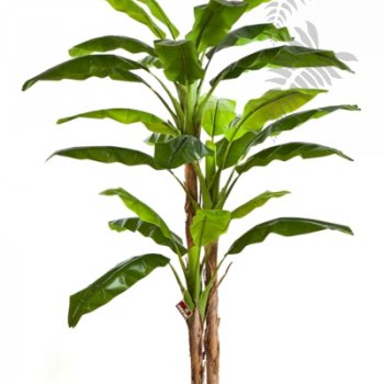 BANANATREE X 3 240cm 57208N